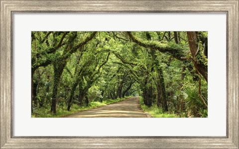 Framed Canopy Road Panorama III Print