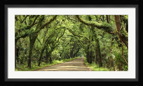 Framed Canopy Road Panorama III Print