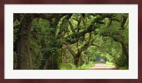 Framed Canopy Road Panorama V Print