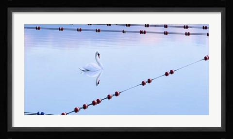 Framed Swan and Ropes Print
