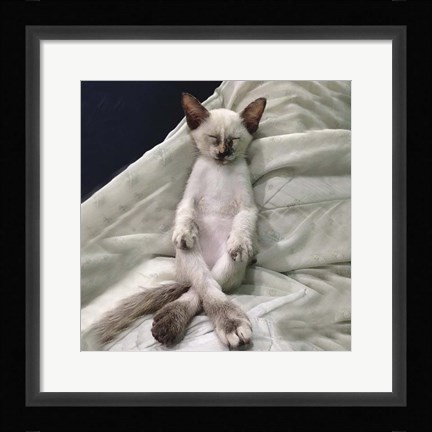 Framed Cat Yoga II Print