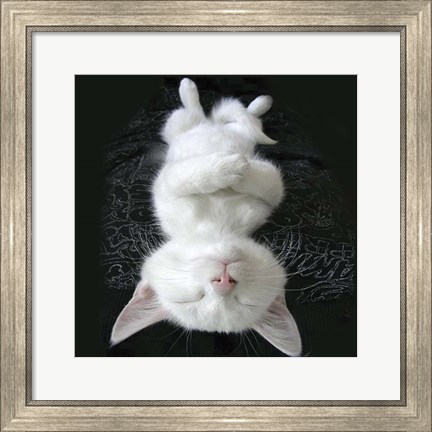 Framed Cat Yoga III Print