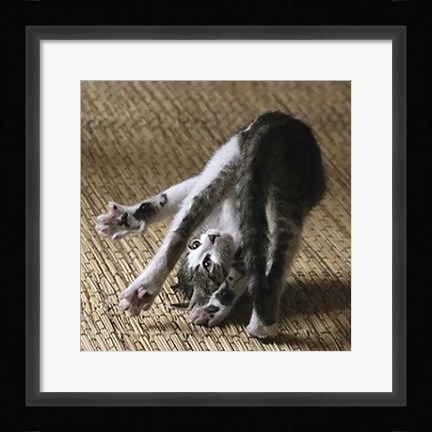 Framed Cat Yoga IV Print