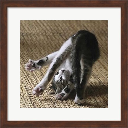 Framed Cat Yoga IV Print