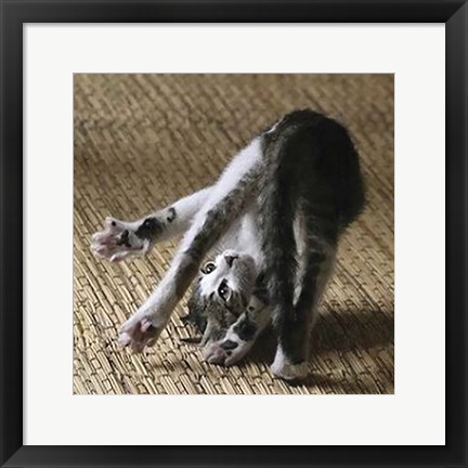 Framed Cat Yoga IV Print