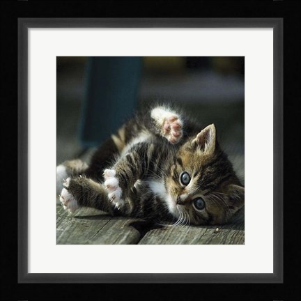 Framed Cat Yoga V Print