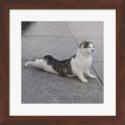 Framed Cat Yoga VI Print