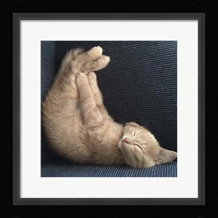 Framed Cat Yoga VII Print