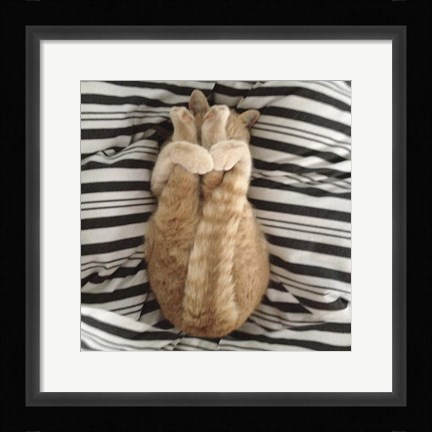 Framed Cat Yoga IX Print