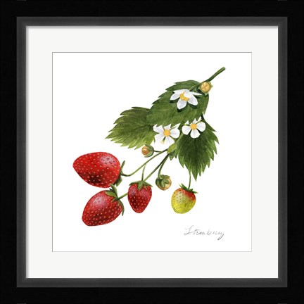 Framed Strawberry Study II Print