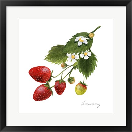 Framed Strawberry Study II Print