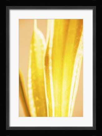 Framed Hot House II Print