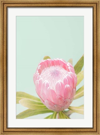 Framed Sun Drenched Blossom II Print