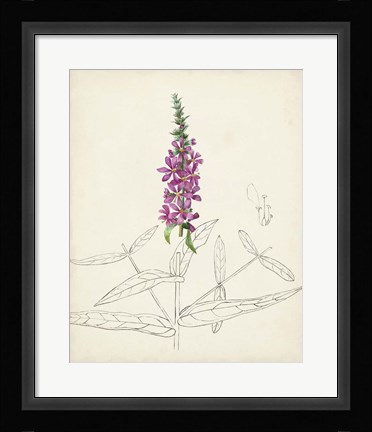 Framed Watercolor Botanical Sketches V Print