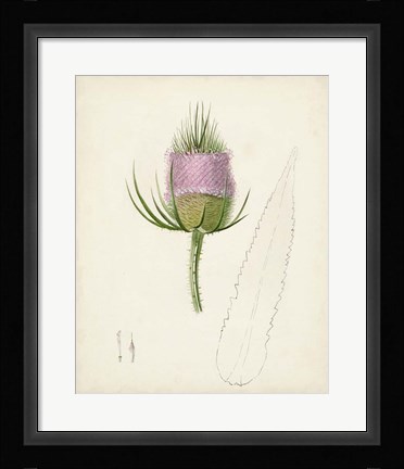 Framed Watercolor Botanical Sketches VIII Print