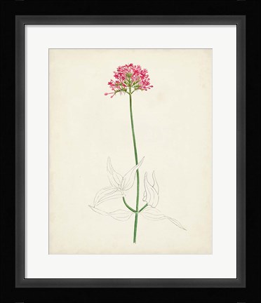 Framed Watercolor Botanical Sketches XI Print