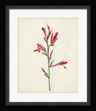 Framed Watercolor Botanical Sketches XII Print