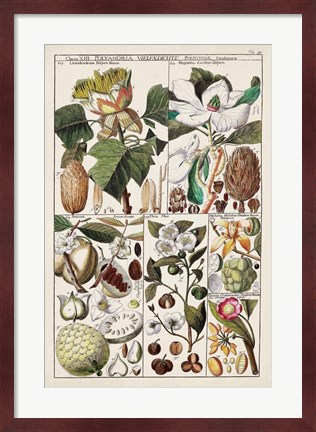 Framed Magnolia Chart Print