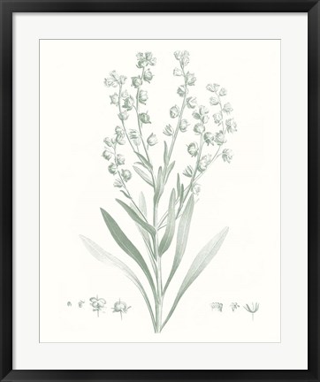 Framed Botanical Study in Sage I Print