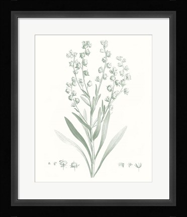 Framed Botanical Study in Sage I Print
