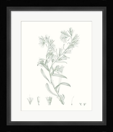 Framed Botanical Study in Sage II Print