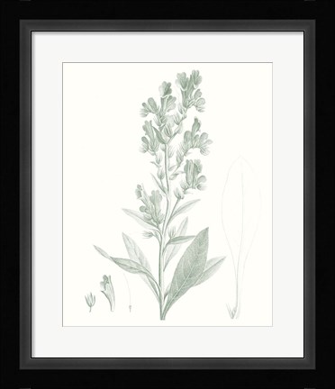 Framed Botanical Study in Sage III Print