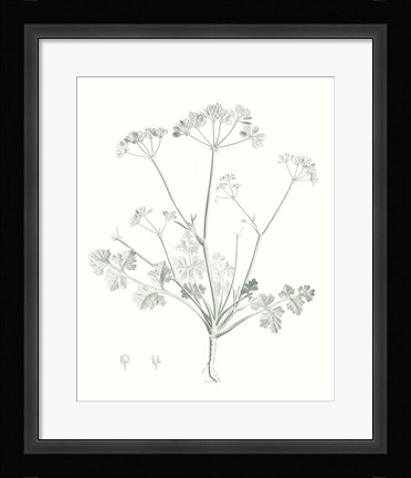 Framed Botanical Study in Sage IV Print