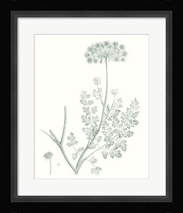Framed Botanical Study in Sage V Print