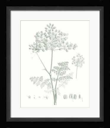 Framed Botanical Study in Sage VI Print
