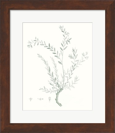 Framed Botanical Study in Sage VII Print