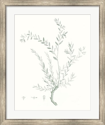 Framed Botanical Study in Sage VII Print