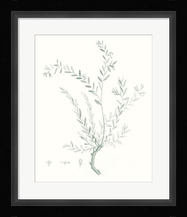 Framed Botanical Study in Sage VII Print