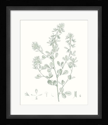 Framed Botanical Study in Sage VIII Print