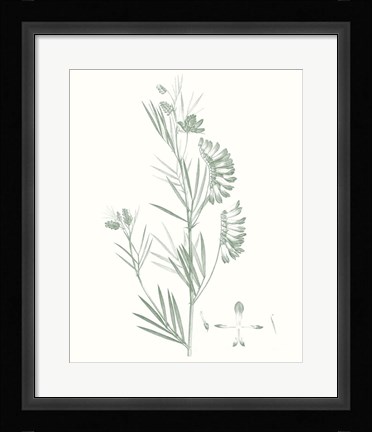 Framed Botanical Study in Sage IX Print