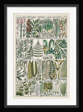 Framed Fern Chart Print