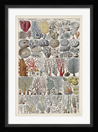 Framed Coral Chart Print