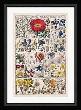 Framed Floral Chart Print