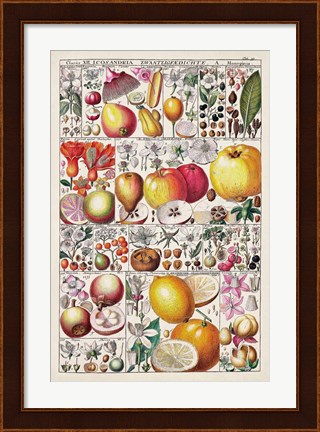 Framed Fruit Chart Print