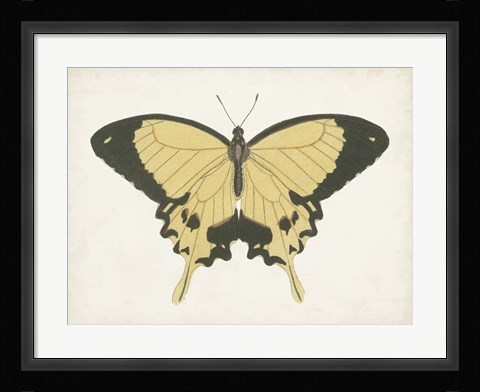 Framed Beautiful Butterfly I Print