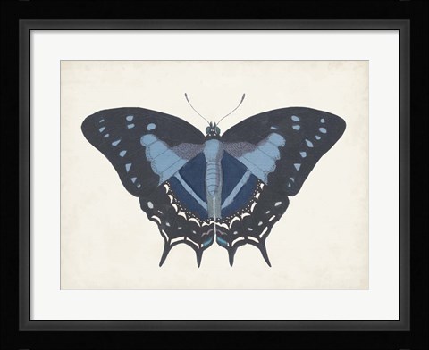 Framed Beautiful Butterfly III Print