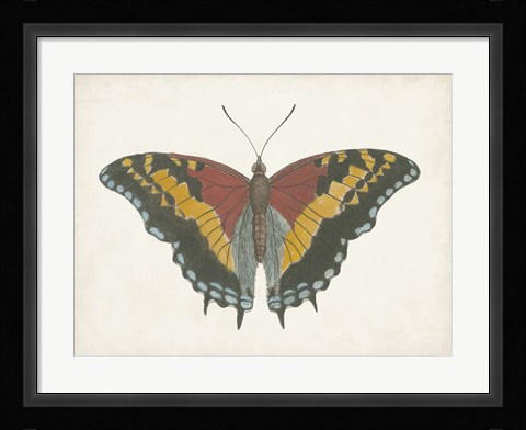 Framed Beautiful Butterfly IV Print