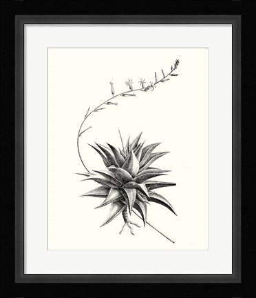 Framed Graphic Succulents III Print