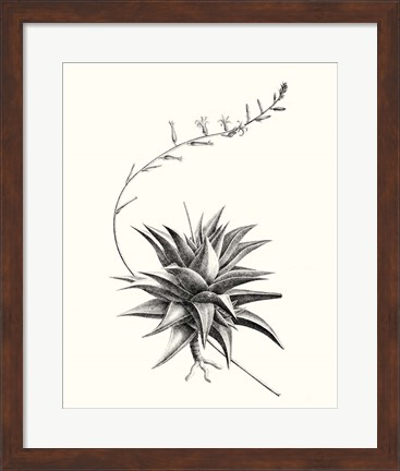 Framed Graphic Succulents III Print