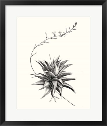 Framed Graphic Succulents III Print