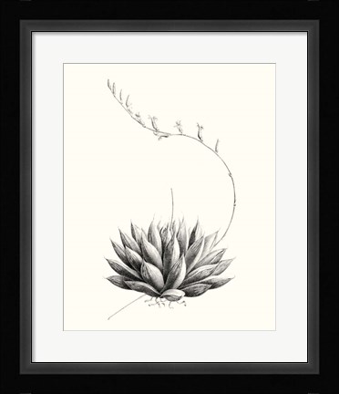 Framed Graphic Succulents IV Print