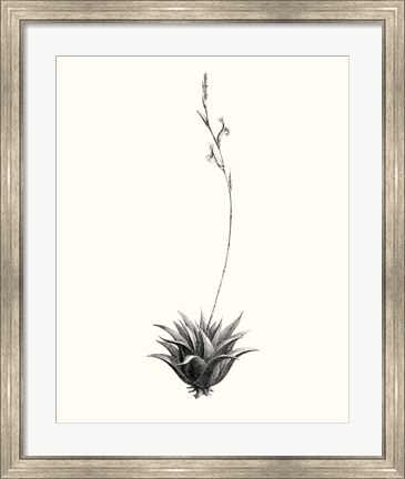 Framed Graphic Succulents VI Print