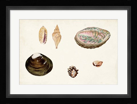 Framed Antique Shell Anthology VIII Print