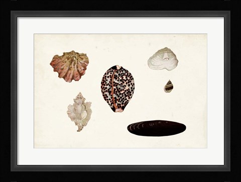 Framed Antique Shell Anthology IX Print