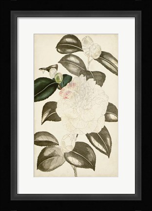 Framed Silvery Botanicals II Print