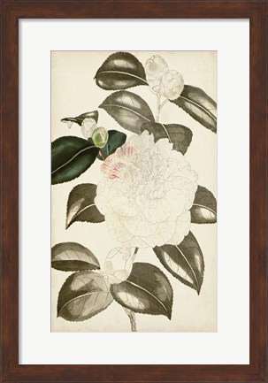 Framed Silvery Botanicals II Print
